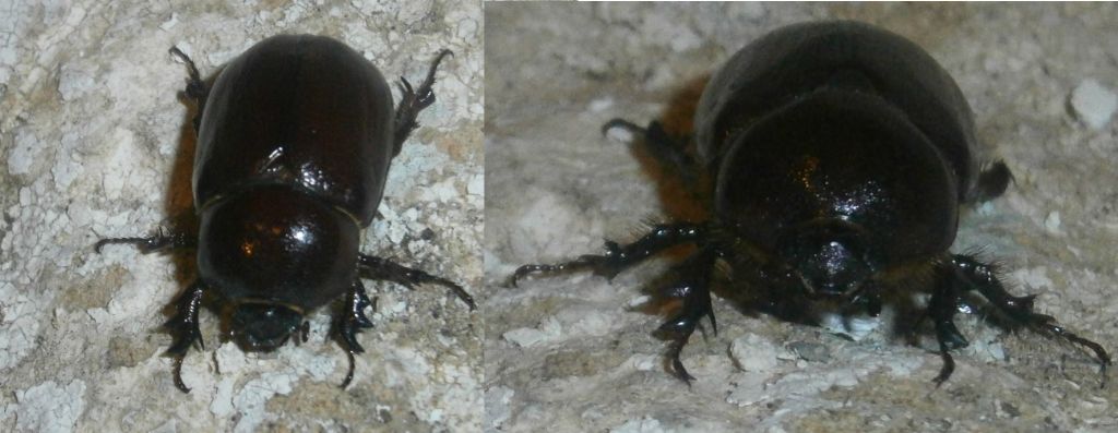Phyllognathus excavatus, femmina, Dynastidae